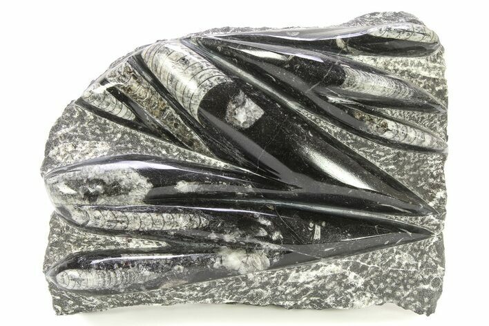 Polished Fossil Orthoceras (Cephalopod) Plate - Morocco #290414